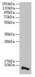 COX17 Antibody - Western blot All lanes: COX17 antibody at 3.5µg/ml + HepG2 whole cell lysate Secondary Goat polyclonal to rabbit IgG at 1/10000 dilution Predicted band size: 7 kDa Observed band size: 7 kDa