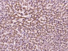 COX17 Antibody - Immunochemical staining of human COX17 in human liver with rabbit polyclonal antibody at 1:100 dilution, formalin-fixed paraffin embedded sections.