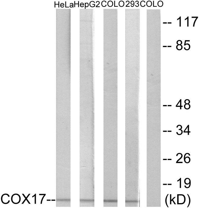 COX17 Antibody - Western blot analysis of extracts from HeLa cells, HepG2 cells, COLO cells and 293 cells, using COX17 antibody.