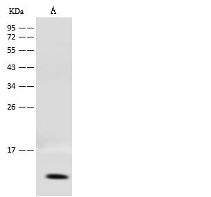 COX17 Antibody - Anti-COX17 rabbit polyclonal antibody at 1:500 dilution. Lane A: HepG2 Whole Cell Lysate. Lysates/proteins at 30 ug per lane. Secondary: Goat Anti-Rabbit IgG (H+L)/HRP at 1/10000 dilution. Developed using the ECL technique. Performed under reducing conditions. Predicted band size: 7 kDa.