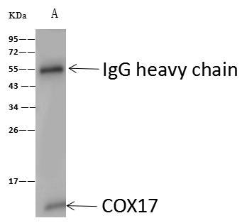 COX17 Antibody - ITGB1 was immunoprecipitated using: Lane A: 0.5 mg mouse kidney tissue lysate. 4 uL anti-ITGB1 rabbit polyclonal antibody and 60 ug of Immunomagnetic beads Protein A/G. Primary antibody: Anti-ITGB1 rabbit polyclonal antibody, at 1:100 dilution. Secondary antibody: Goat Anti-Rabbit IgG (H+L)/HRP at 1/10000 dilution. Developed using the ECL technique. Performed under reducing conditions. Predicted band size: 88 kDa. Observed band size: 130 kDa.