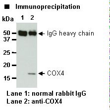 COX4 Antibody