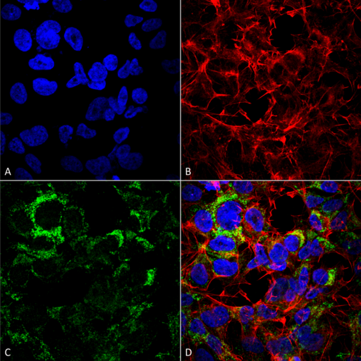 COX4 Antibody - Immunocytochemistry/Immunofluorescence analysis using Rabbit Anti-COX-4 Polyclonal Antibody. Tissue: Neuroblastoma cell line (SK-N-BE). Species: Human. Fixation: 4% Formaldehyde for 15 min at RT. Primary Antibody: Rabbit Anti-COX-4 Polyclonal Antibody  at 1:100 for 60 min at RT. Secondary Antibody: Goat Anti-Rabbit ATTO 488 at 1:200 for 60 min at RT. Counterstain: Phalloidin Texas Red F-Actin stain; DAPI (blue) nuclear stain at 1:1000, 1:5000 for 60 min at RT, 5 min at RT. Localization: Cytoplasm, Mitochondrion. Magnification: 60X. (A) DAPI (blue) nuclear stain (B) Phalloidin Texas Red F-Actin stain (C) COX-4 Antibody (D) Composite.