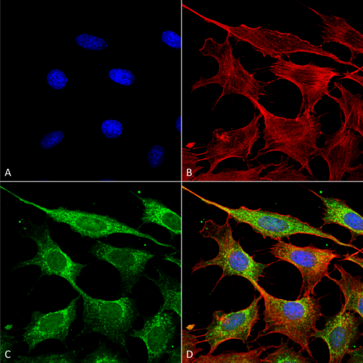 COX4 Antibody - Immunocytochemistry/Immunofluorescence analysis using Rabbit Anti-COX-4 Polyclonal Antibody. Tissue: Fibroblast cell line (NIH 3T3). Species: Mouse. Fixation: 4% Formaldehyde for 15 min at RT. Primary Antibody: Rabbit Anti-COX-4 Polyclonal Antibody  at 1:100 for 60 min at RT. Secondary Antibody: Goat Anti-Rabbit ATTO 488 at 1:200 for 60 min at RT. Counterstain: Phalloidin Texas Red F-Actin stain; DAPI (blue) nuclear stain at 1:1000, 1:5000 for 60 min at RT, 5 min at RT. Localization: Mitochondrion Inner Membrane. Magnification: 60X. (A) DAPI (blue) nuclear stain (B) Phalloidin Texas Red F-Actin stain (C) COX-4 Antibody (D) Composite.