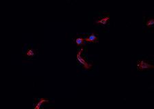 COX4I2 Antibody - Staining HeLa cells by IF/ICC. The samples were fixed with PFA and permeabilized in 0.1% Triton X-100, then blocked in 10% serum for 45 min at 25°C. The primary antibody was diluted at 1:200 and incubated with the sample for 1 hour at 37°C. An Alexa Fluor 594 conjugated goat anti-rabbit IgG (H+L) Ab, diluted at 1/600, was used as the secondary antibody.