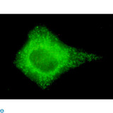 COX4I2 Antibody - Immunofluorescence (IF) analysis of HeLa cells using COX4I2 Monoclonal Antibody.