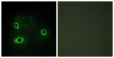 COX4I2 Antibody - Peptide - + Immunofluorescence analysis of COS7 cells, using COX42 antibody.