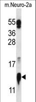 COX5A Antibody - COX5A Antibody western blot of mouse Neuro-2a cell line lysates (35 ug/lane). The COX5A antibody detected the COX5A protein (arrow).