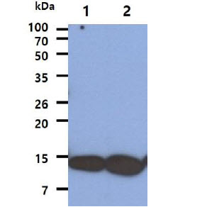 COX5A Antibody - The Cell lysates (40ug) were resolved by SDS-PAGE, transferred to PVDF membrane and probed with anti-human COX5A antibody (1:1000). Proteins were visualized using a goat anti-mouse secondary antibody conjugated to HRP and an ECL detection system. Lane 1. : A431 cell lysate Lane 2. : HeLa cell lysate
