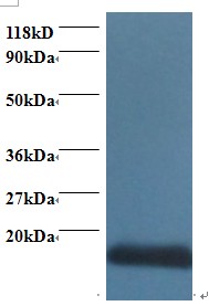 COX5A Antibody - Western blot of Cytochrome c oxidase subunit 5A, mitochondrial antibody at 2 ug/ml + 293T whole cell lysate. Secondary: Goat polyclonal to Rabbit IgG at 1:15000 dilution. Predicted band size: 16.5 kDa. Observed band size: 16.5 kDa.  This image was taken for the unconjugated form of this product. Other forms have not been tested.