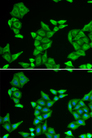 COX5A Antibody - Immunofluorescence analysis of HeLa cells.