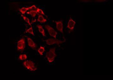 COX5A Antibody - Staining A549 cells by IF/ICC. The samples were fixed with PFA and permeabilized in 0.1% Triton X-100, then blocked in 10% serum for 45 min at 25°C. The primary antibody was diluted at 1:200 and incubated with the sample for 1 hour at 37°C. An Alexa Fluor 594 conjugated goat anti-rabbit IgG (H+L) Ab, diluted at 1/600, was used as the secondary antibody.
