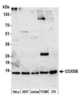 COX5B Antibody - Detection of human and mouse COX5B by western blot. Samples: Whole cell lysate (15 µg) from HeLa, HEK293T, Jurkat, mouse TCMK-1, and mouse NIH 3T3 cells prepared using NETN lysis buffer. Antibody: Affinity purified rabbit anti-COX5B antibody used for WB at 0.1 µg/ml. Detection: Chemiluminescence with an exposure time of 3 minutes.