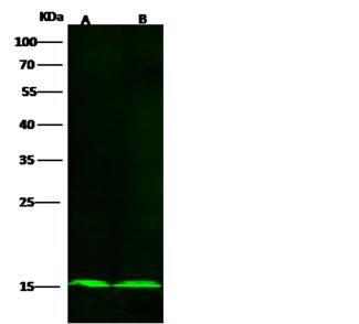 COX5B Antibody - Anti-COX5B rabbit monoclonal antibody at 1:500 dilution. Lane A: HepG2 Whole Cell Lysate. Lane B: A549 Whole Cell Lysate. Lysates/proteins at 30 ug per lane. Secondary: Goat Anti-Rabbit IgG H&L (Dylight800) at 1/10000 dilution. Developed using the Odyssey technique. Performed under reducing conditions. Predicted band size: 14 kDa. Observed band size: 15 kDa.
