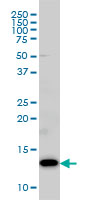 COX5B Antibody - COX5B monoclonal antibody (M03), clone 1E8 Western Blot analysis of COX5B expression in HepG2.