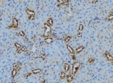 COX5B Antibody - 1:100 staining mouse kidney tissue by IHC-P. The sample was formaldehyde fixed and a heat mediated antigen retrieval step in citrate buffer was performed. The sample was then blocked and incubated with the antibody for 1.5 hours at 22°C. An HRP conjugated goat anti-rabbit antibody was used as the secondary.