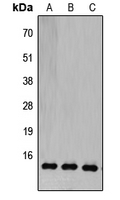 COX5B Antibody - Western blot analysis of COX5B expression in HEK293T (A); Raw264.7 (B); H9C2 (C) whole cell lysates.