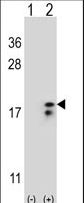 COX6A1 Antibody - Western blot of COX6A1 (arrow) using rabbit polyclonal COX6A1 Antibody. 293 cell lysates (2 ug/lane) either nontransfected (Lane 1) or transiently transfected (Lane 2) with the COX6A1 gene.