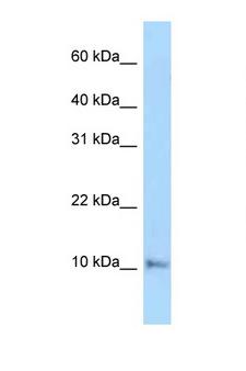 COX6A1 Antibody - COX6A1 antibody Western blot of Mouse Heart lysate. Antibody concentration 1 ug/ml.  This image was taken for the unconjugated form of this product. Other forms have not been tested.