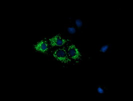 COX6A1 Antibody - Anti-COX6A1 mouse monoclonal antibody  immunofluorescent staining of COS7 cells transiently transfected by pCMV6-ENTRY COX6A1.