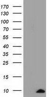 COX6A1 Antibody - HEK293T cells were transfected with the pCMV6-ENTRY control (Left lane) or pCMV6-ENTRY COX6A1 (Right lane) cDNA for 48 hrs and lysed. Equivalent amounts of cell lysates (5 ug per lane) were separated by SDS-PAGE and immunoblotted with anti-COX6A1.