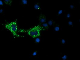 COX6A1 Antibody - Anti-COX6A1 mouse monoclonal antibody  immunofluorescent staining of COS7 cells transiently transfected by pCMV6-ENTRY COX6A1.