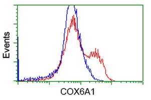 COX6A1 Antibody - HEK293T cells transfected with either overexpress plasmid (Red) or empty vector control plasmid (Blue) were immunostained by anti-COX6A1 antibody, and then analyzed by flow cytometry.