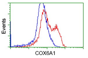 COX6A1 Antibody - HEK293T cells transfected with either overexpress plasmid (Red) or empty vector control plasmid (Blue) were immunostained by anti-COX6A1 antibody, and then analyzed by flow cytometry.