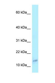 COX6A1 Antibody - COX6A1 antibody Western blot of 293T Cell lysate. Antibody concentration 1 ug/ml.  This image was taken for the unconjugated form of this product. Other forms have not been tested.