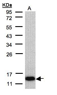 COX6A2 Antibody - Sample (30 ug of whole cell lysate). A: Raji. 12% SDS PAGE. COX6A2 antibody diluted at 1:500