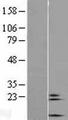 COX6A2 Protein - Western validation with an anti-DDK antibody * L: Control HEK293 lysate R: Over-expression lysate