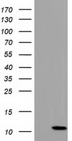 COX6B2 Antibody - HEK293T cells were transfected with the pCMV6-ENTRY control (Left lane) or pCMV6-ENTRY COX6B2 (Right lane) cDNA for 48 hrs and lysed. Equivalent amounts of cell lysates (5 ug per lane) were separated by SDS-PAGE and immunoblotted with anti-COX6B2.