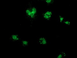COX6B2 Antibody - Anti-COX6B2 mouse monoclonal antibody  immunofluorescent staining of COS7 cells transiently transfected by pCMV6-ENTRY COX6B2.