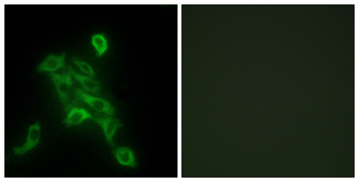COX6C Antibody - Immunofluorescence analysis of HepG2 cells, using COX6C Antibody. The picture on the right is blocked with the synthesized peptide.