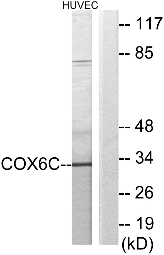 COX6C Antibody - Western blot analysis of lysates from HUVEC cells, using COX6C Antibody. The lane on the right is blocked with the synthesized peptide.