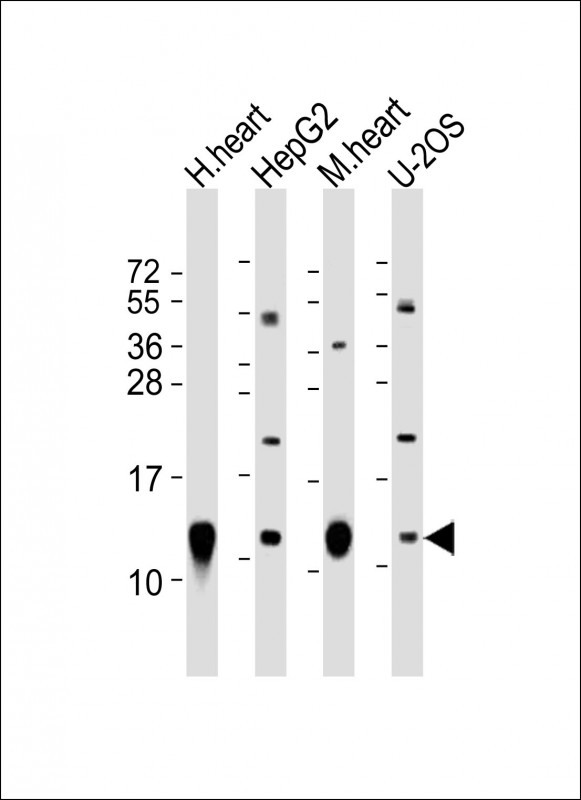 COX6C Antibody - All lanes: Anti-COX6C Antibody (C-Term) at 1:2000 dilution. Lane 1: human heart lysate. Lane 2: HepG2 whole cell lysate. Lane 3: mouse heart lysate. Lane 4: U-2OS whole cell lysate Lysates/proteins at 20 ug per lane. Secondary Goat Anti-Rabbit IgG, (H+L), Peroxidase conjugated at 1:10000 dilution. Predicted band size: 11 kDa. Blocking/Dilution buffer: 5% NFDM/TBST.