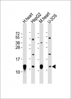 COX6C Antibody - All lanes: Anti-COX6C Antibody (C-Term) at 1:2000 dilution. Lane 1: human heart lysate. Lane 2: HepG2 whole cell lysate. Lane 3: mouse heart lysate. Lane 4: U-2OS whole cell lysate Lysates/proteins at 20 ug per lane. Secondary Goat Anti-Rabbit IgG, (H+L), Peroxidase conjugated at 1:10000 dilution. Predicted band size: 11 kDa. Blocking/Dilution buffer: 5% NFDM/TBST.