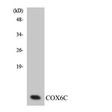 COX6C Antibody - Western blot analysis of the lysates from HUVECcells using COX6C antibody.