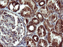 COX6C Antibody - IHC of paraffin-embedded Human Kidney tissue using anti-COX6C mouse monoclonal antibody. (Heat-induced epitope retrieval by 10mM citric buffer, pH6.0, 120°C for 3min).