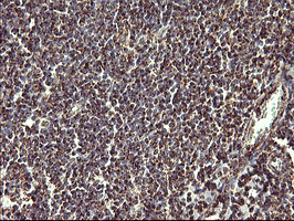 COX6C Antibody - IHC of paraffin-embedded Human lymph node tissue using anti-COX6C mouse monoclonal antibody. (Heat-induced epitope retrieval by 10mM citric buffer, pH6.0, 120°C for 3min).
