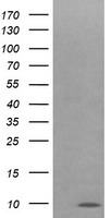 COX6C Antibody - HEK293T cells were transfected with the pCMV6-ENTRY control (Left lane) or pCMV6-ENTRY COX6C (Right lane) cDNA for 48 hrs and lysed. Equivalent amounts of cell lysates (5 ug per lane) were separated by SDS-PAGE and immunoblotted with anti-COX6C.