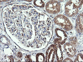 COX6C Antibody - IHC of paraffin-embedded Human Kidney tissue using anti-COX6C mouse monoclonal antibody.