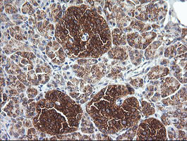 COX6C Antibody - IHC of paraffin-embedded Human pancreas tissue using anti-COX6C mouse monoclonal antibody.