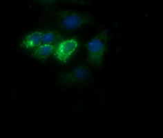 COX6C Antibody - Anti-COX6C mouse monoclonal antibody immunofluorescent staining of COS7 cells transiently transfected by pCMV6-ENTRY COX6C.