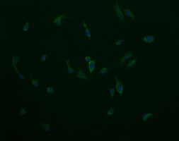 COX6C Antibody - Immunofluorescent staining of HeLa cells using anti-COX6C mouse monoclonal antibody.