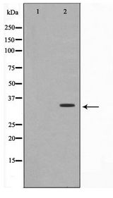 COX6C Antibody - Western blot of HUVEC cell lysate using COX6C Antibody