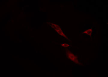 COX6C Antibody - Staining HuvEc cells by IF/ICC. The samples were fixed with PFA and permeabilized in 0.1% Triton X-100, then blocked in 10% serum for 45 min at 25°C. The primary antibody was diluted at 1:200 and incubated with the sample for 1 hour at 37°C. An Alexa Fluor 594 conjugated goat anti-rabbit IgG (H+L) Ab, diluted at 1/600, was used as the secondary antibody.