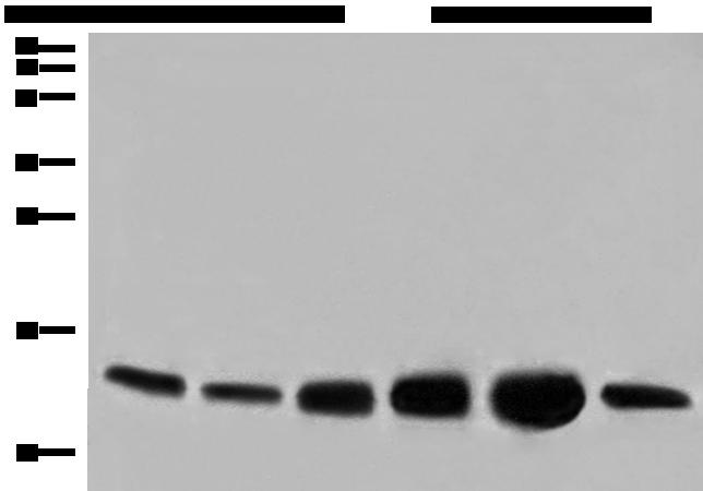 COX6C Antibody - Western blot analysis of HEPG2 HUVEC and NIH/3T3 cell Human heart tissue Mouse heart tissue PC-3 cell lysates  using COX6C Polyclonal Antibody at dilution of 1:800