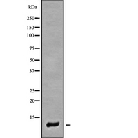 COX7A1 Antibody - Western blot analysis of COX7A1 using 293 whole cells lysates