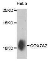COX7A2 Antibody - Western blot analysis of extracts of HeLa cells.